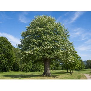 Lipa striebristá (Tilia tomentosa) - výška 130-150 cm, kont. C5L
